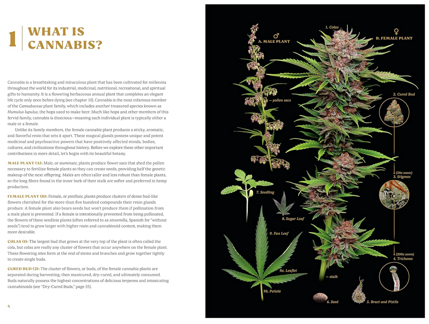 Higher: The Lore, Legends, and Legacy of Cannabis