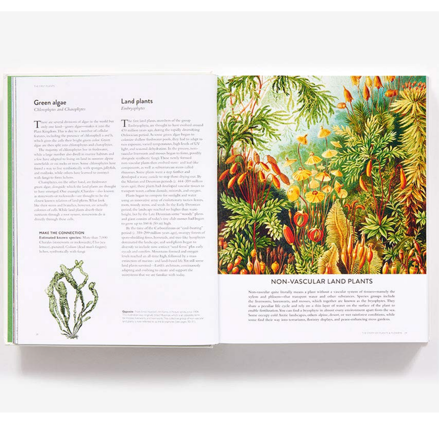 The Botanical Bible: Plants, Flowers, Art, Recipes & Other Home Uses