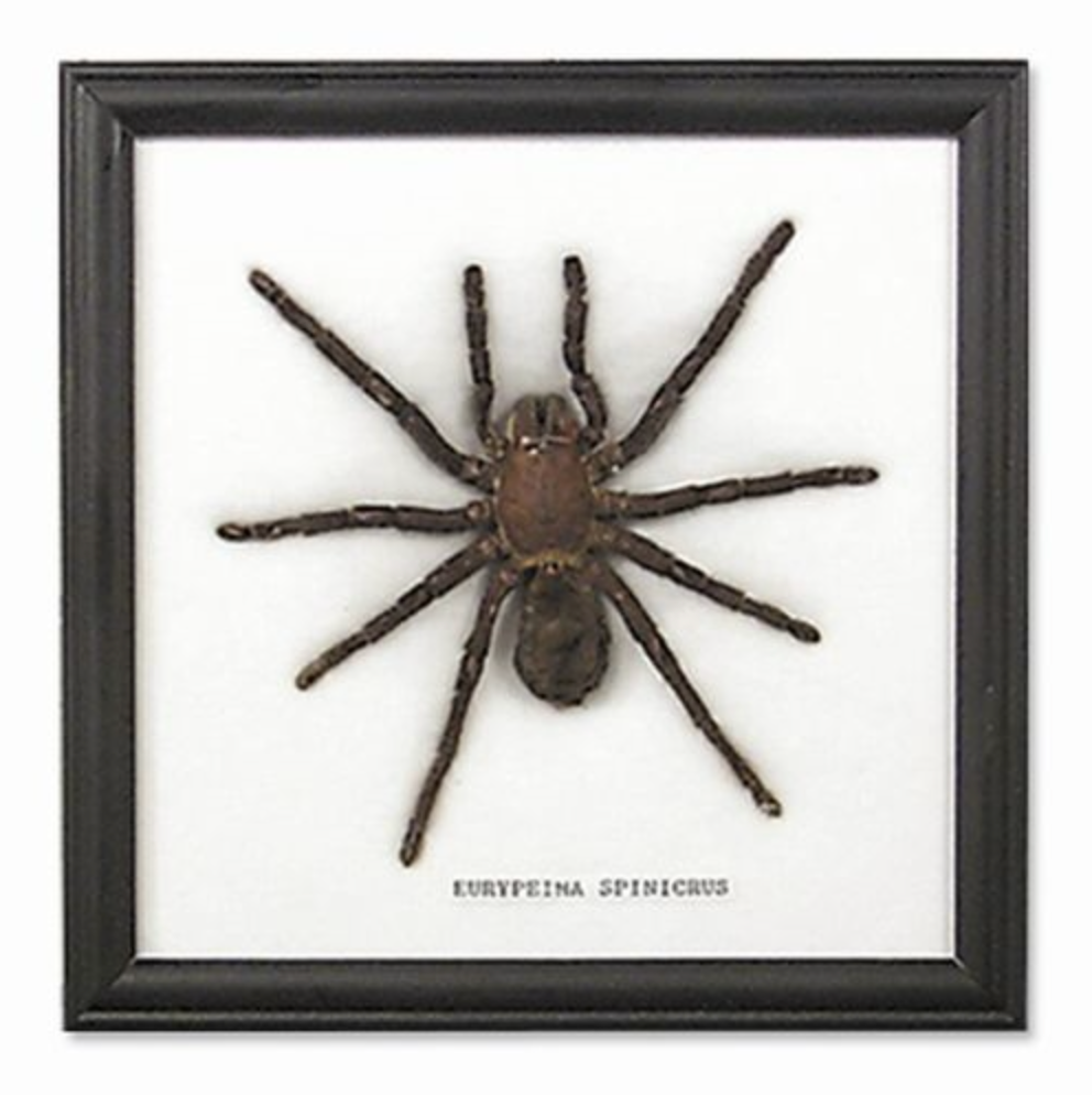 Framed Tarantula Spider Specimen