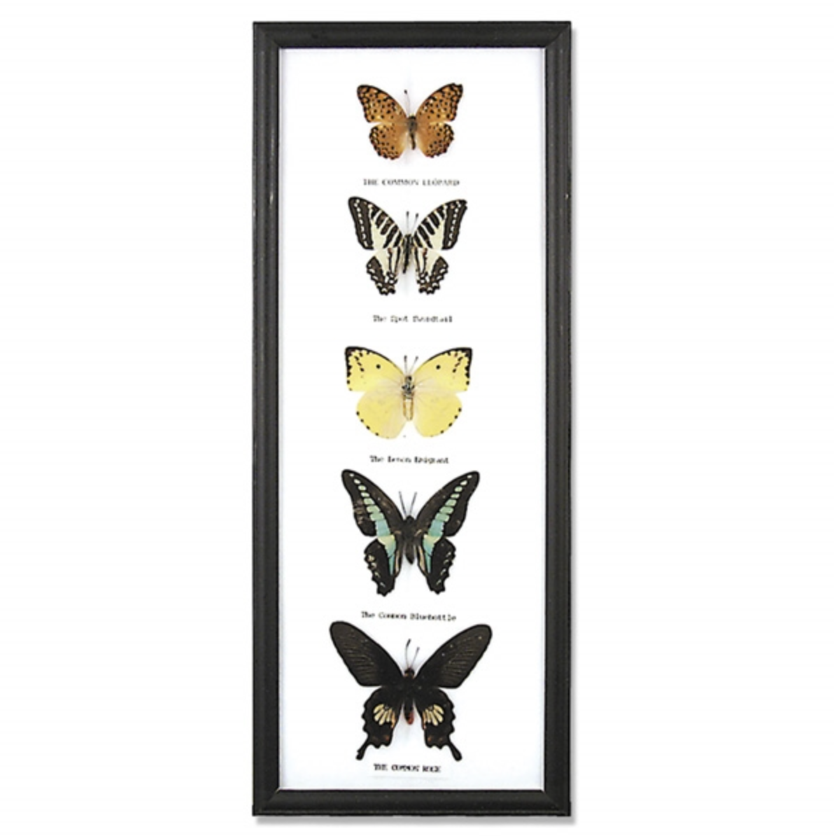 Framed 5 Butterflies Specimen
