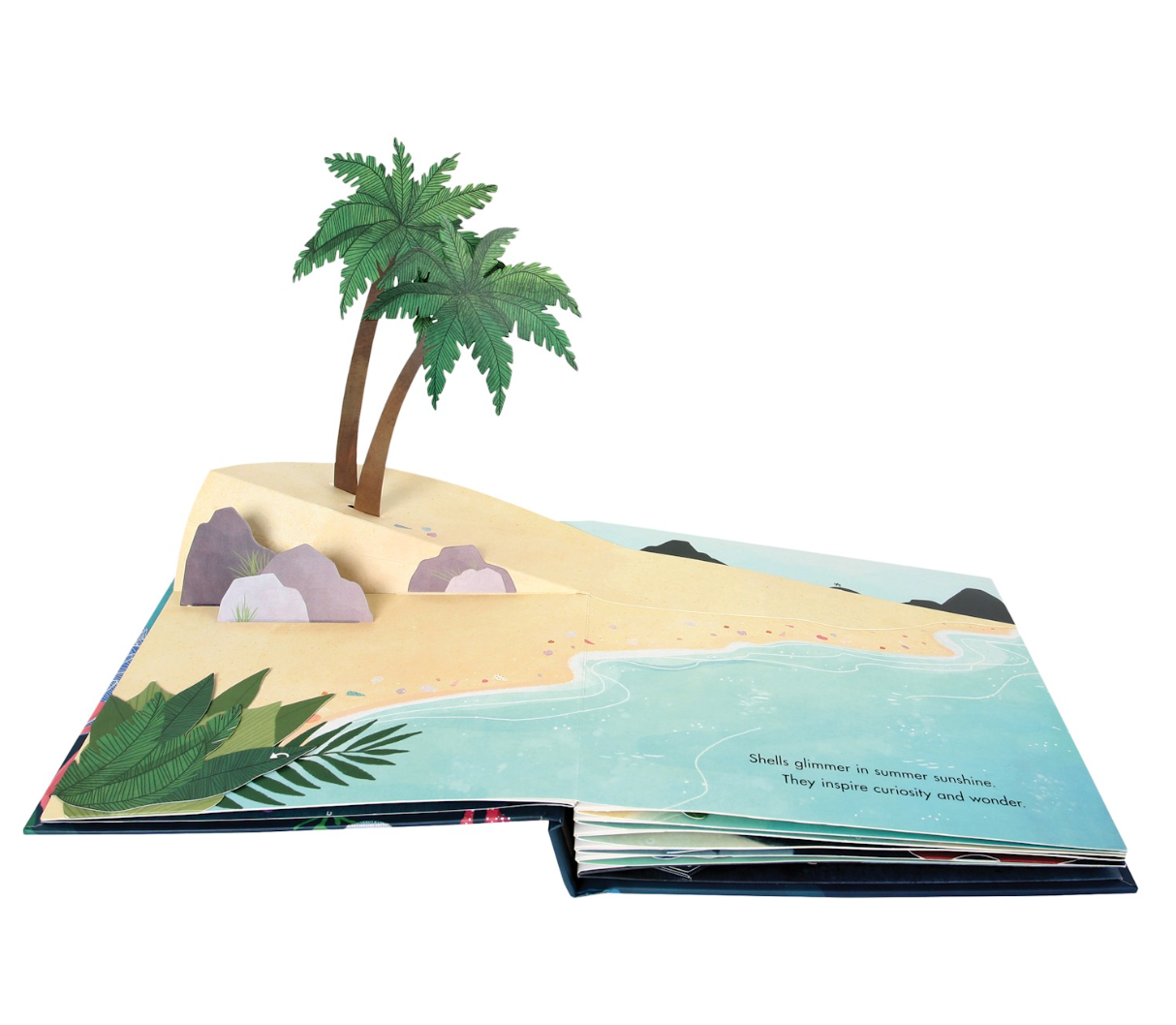 Shells: A Pop-Up Book of Wonder