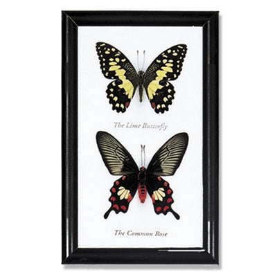 Framed 2 Butterfly Specimen