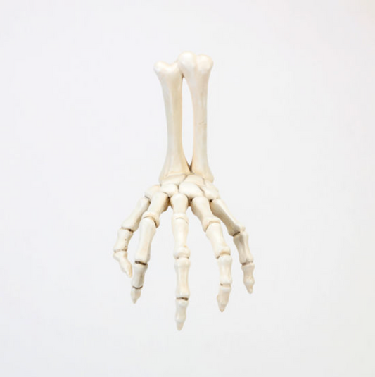 Skeleton Hand Wall Hook