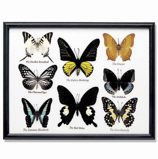 Framed 8 Butterfly Specimens