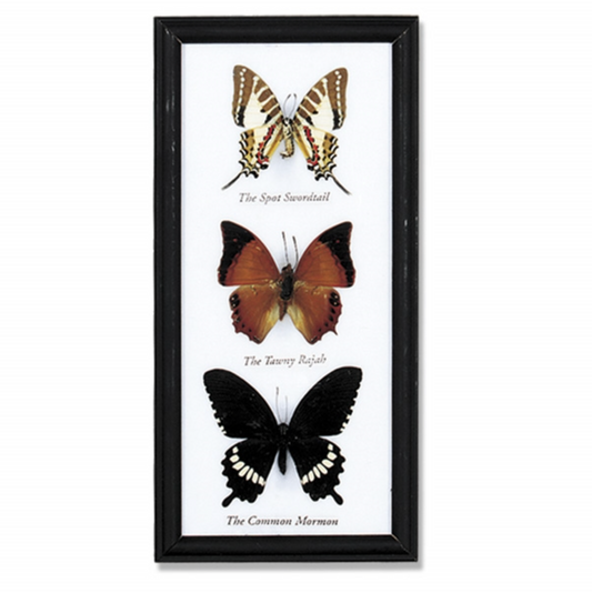 Framed 3 Butterfly Specimen