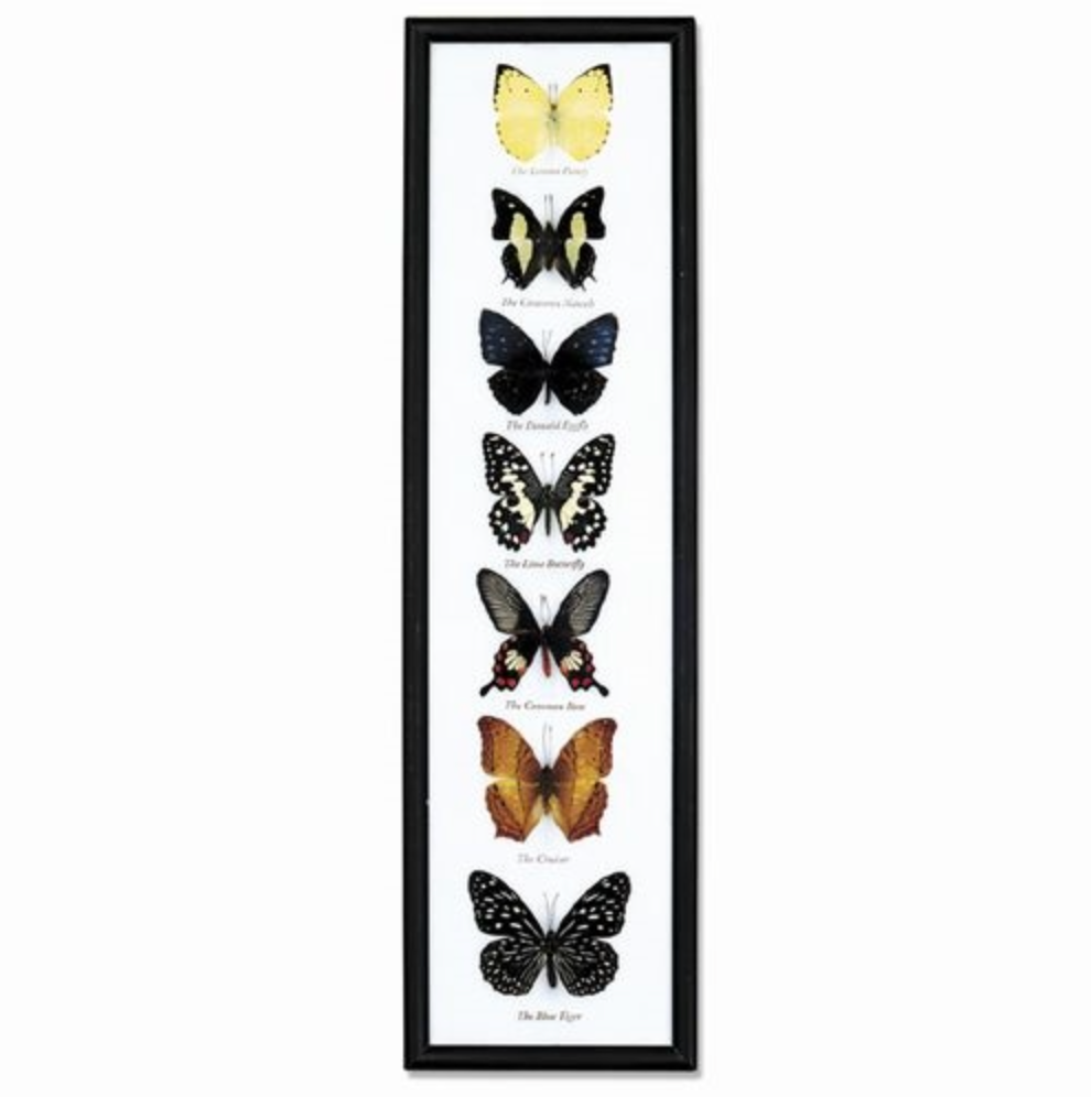 Framed 7 Butterflies Specimen