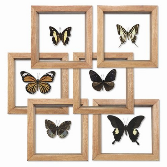 Framed Butterfly Specimens Double Pane Glass, Assorted