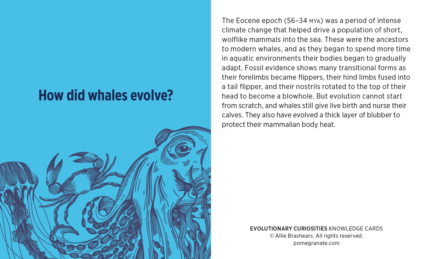 Evolutionary Curiosities Knowledge Cards