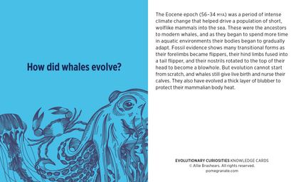 Evolutionary Curiosities Knowledge Cards