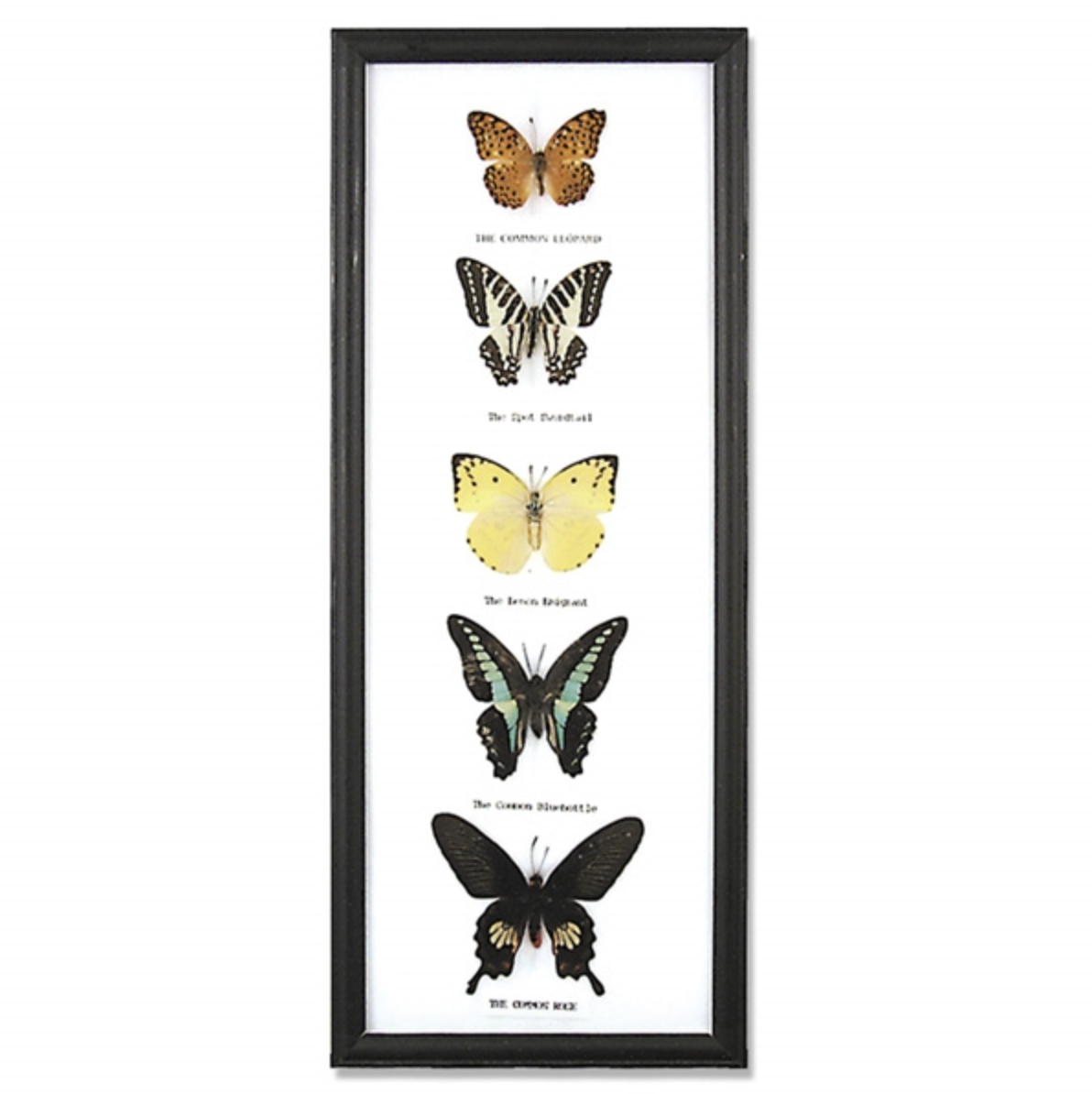 5 Framed Butterflies