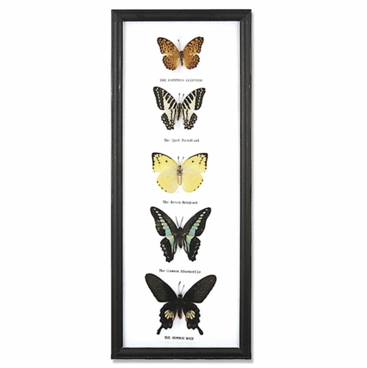 Framed 5 Butterflies Specimen