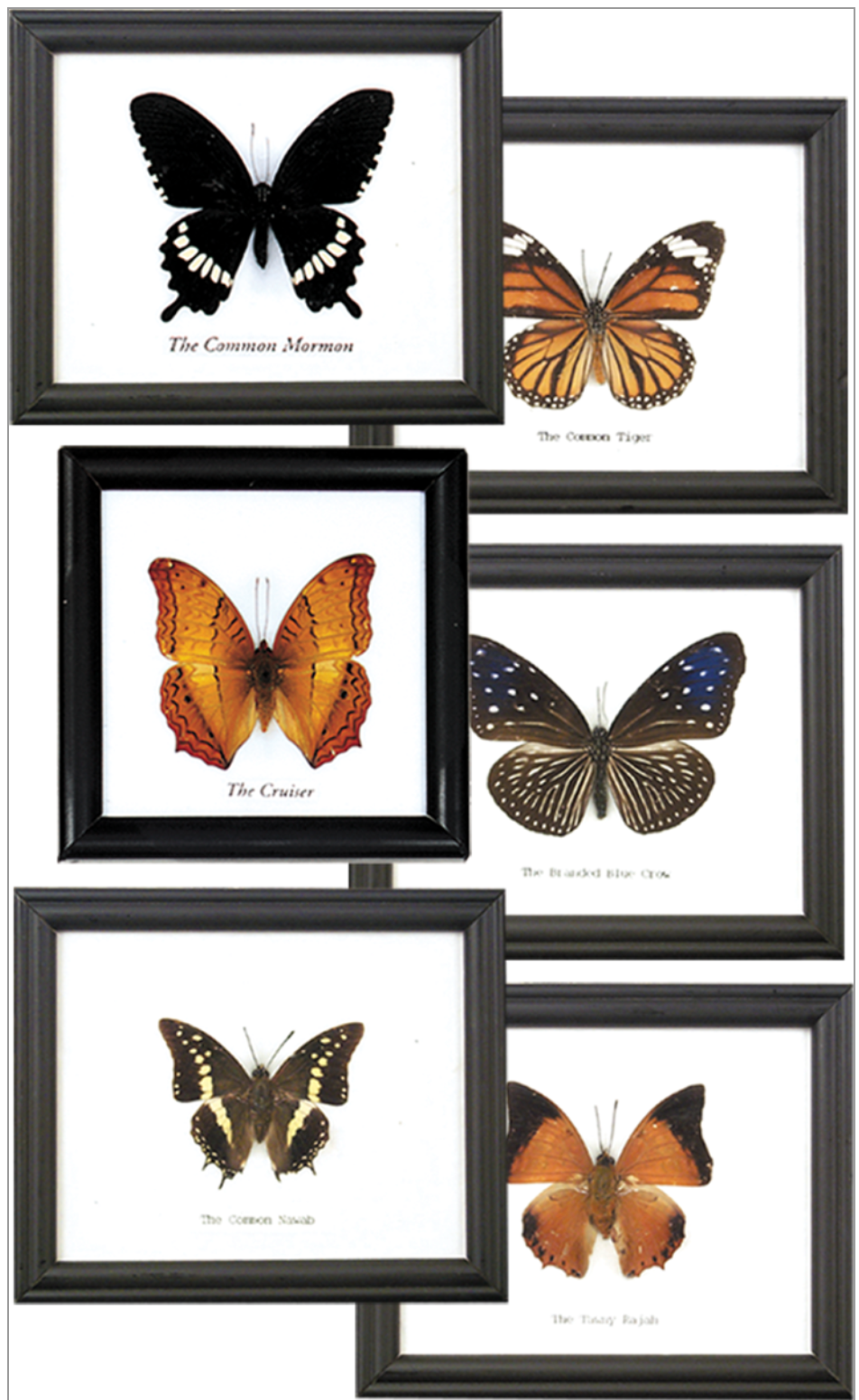 Single Butterfly Frame Asst
